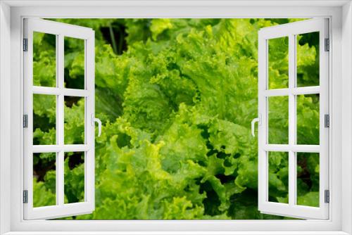 Fototapeta Naklejka Na Ścianę Okno 3D - Organic Lactuca sativa vegetables in the garden.