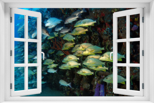 Fototapeta Naklejka Na Ścianę Okno 3D - Diving in the Caribbean at the RMS Rhone, beautiful environment with beautiful animals, the ship sank 1867 at Salt Island and 123 people lost there lives, 