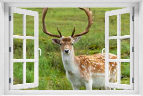 Fototapeta Naklejka Na Ścianę Okno 3D - Fallow deer