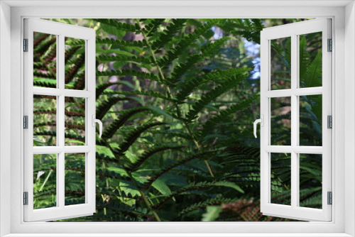 Fototapeta Naklejka Na Ścianę Okno 3D - fern in the forest in summer