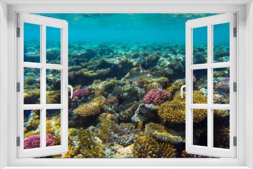 Fototapeta Naklejka Na Ścianę Okno 3D - 
living reef with incredibly beautiful corals and fish in the Red Sea in Sharm El Sheikh