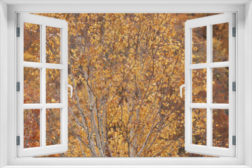 Fototapeta Naklejka Na Ścianę Okno 3D - 白樺の木