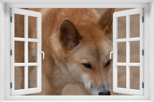 Fototapeta Naklejka Na Ścianę Okno 3D - Dingo