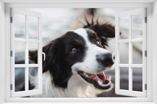 Fototapeta Naklejka Na Ścianę Okno 3D - border collie dog