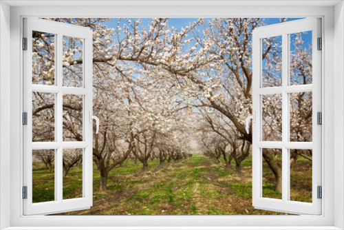 Fototapeta Naklejka Na Ścianę Okno 3D - Blooming apricot garden in spring, Uzbekistan