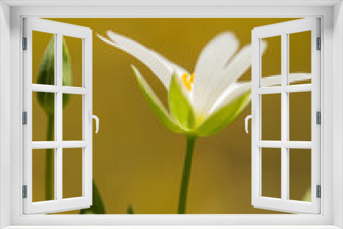 Fototapeta Naklejka Na Ścianę Okno 3D - Springtime white meadow flowers and buds