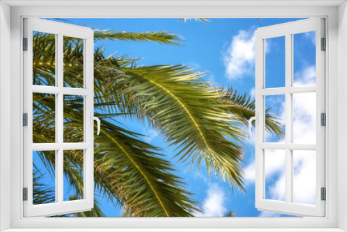 Fototapeta Naklejka Na Ścianę Okno 3D - Palm tree green leaves against blue sky, sunny travel tropical background, summer holidays and relax concept