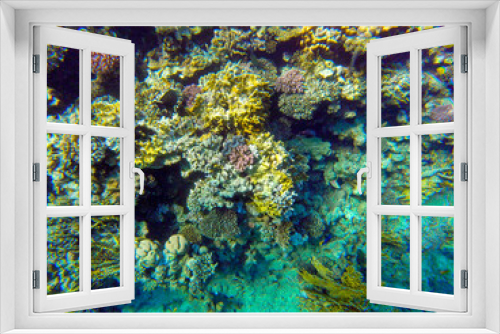 Fototapeta Naklejka Na Ścianę Okno 3D - 
incredibly beautiful combinations of colors and shapes of living coral reef and fish in the Red Sea in Egypt, Sharm El Sheikh
