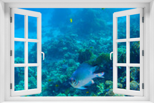 Fototapeta Naklejka Na Ścianę Okno 3D - 
incredibly beautiful combinations of colors and shapes of living coral reef and fish in the Red Sea in Egypt, Sharm El Sheikh