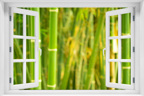 Fototapeta Naklejka Na Ścianę Okno 3D - The picture intended to blur the bamboo.A blur of green bamboo plants.