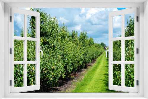Fototapeta Naklejka Na Ścianę Okno 3D - Green organic orchards with rows of conference pear trees with ripening fruits in summer