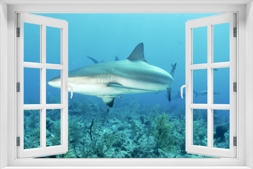 Fototapeta Naklejka Na Ścianę Okno 3D - Grey reef shark