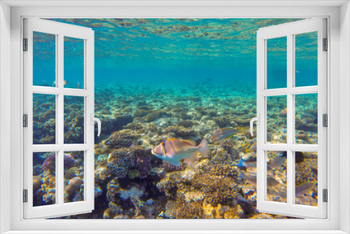 Fototapeta Naklejka Na Ścianę Okno 3D - 
bright colors and natural forms of the coral reef and its inhabitants in the Red Sea