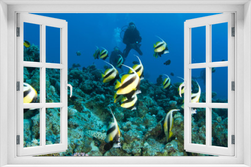 Fototapeta Naklejka Na Ścianę Okno 3D - fish and scuba divers