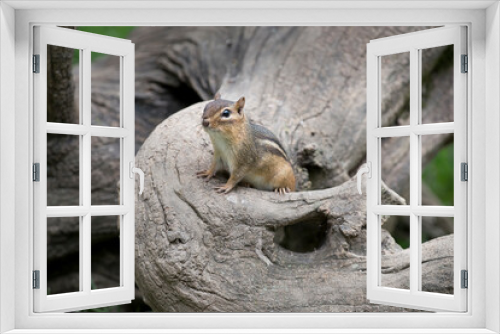 Fototapeta Naklejka Na Ścianę Okno 3D - Lively and speedy critters, chipmunks are small members of the squirrel family. 