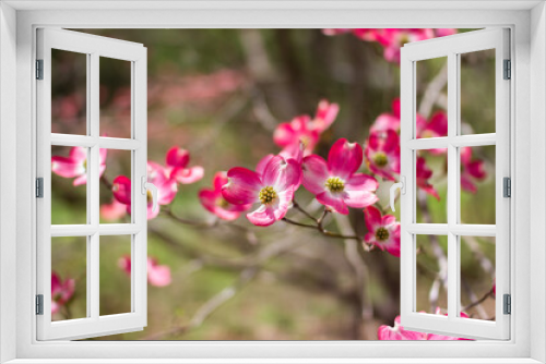 Fototapeta Naklejka Na Ścianę Okno 3D - Blossoming dogwood against the sky. Pink dogwood. Cornus florida rubra