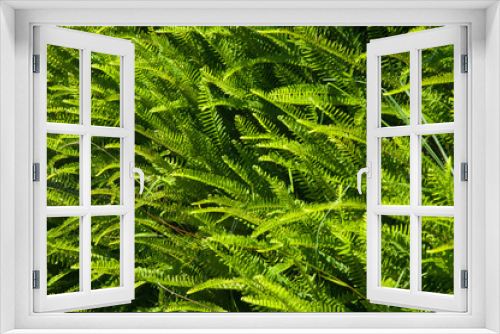 Fototapeta Naklejka Na Ścianę Okno 3D - Fishbone ferns Nephrolepis cordifolia. Introduced plant. Mount Eden. Auckland. North Island. New Zealand.