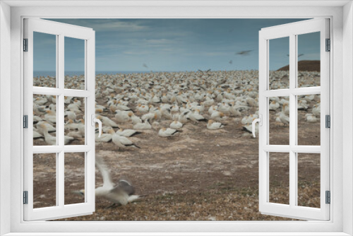 Fototapeta Naklejka Na Ścianę Okno 3D - Australasian gannets Morus serrator. Plateau Colony. Cape Kidnappers Gannet Reserve. North Island. New Zealand.