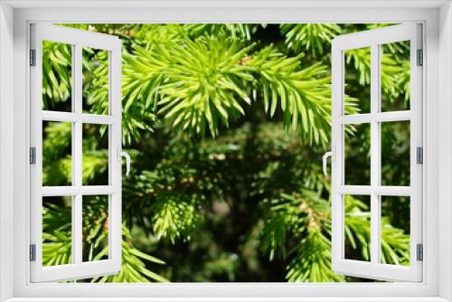 Fototapeta Naklejka Na Ścianę Okno 3D - Closeup photo of green needle spruce tree.  Daylight. Blurred needles background.