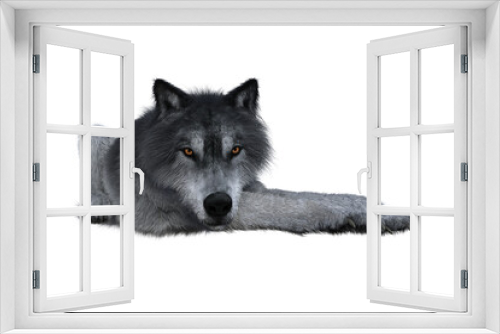 Fototapeta Naklejka Na Ścianę Okno 3D - Grey Wolf Lying Down