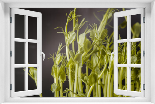 Fototapeta Naklejka Na Ścianę Okno 3D - On a black background, grown microgreens, small steams of peas.