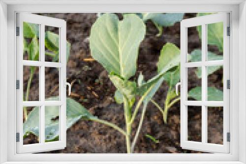 Fototapeta Naklejka Na Ścianę Okno 3D - Fresh organic Chinese kale vegetable plant grow at vegetable garden