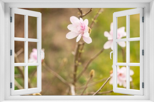 Fototapeta Naklejka Na Ścianę Okno 3D - magnolia blossom spring garden. beautiful flowers, spring background pink flowers. magnoli. tender pink flowers. warm april weather