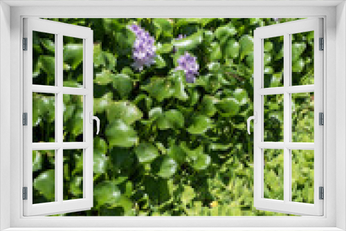 Fototapeta Naklejka Na Ścianę Okno 3D - Wodne hiacynty, zieleń i kwiaty