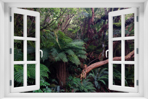 Fototapeta Naklejka Na Ścianę Okno 3D - Rainforest with golden tree ferns Dicksonia fibrosa. The Catlins. Otago. South Island. New Zealand.