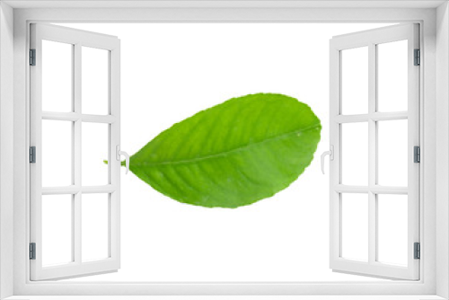Fototapeta Naklejka Na Ścianę Okno 3D - leaf of lemon