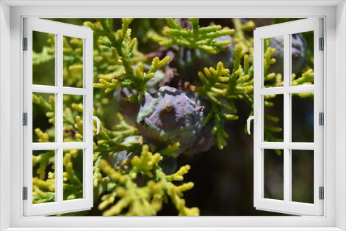 Fototapeta Naklejka Na Ścianę Okno 3D - Beutifull tree pine fruit on the garden. Take care of nature.