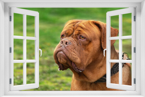 Fototapeta Naklejka Na Ścianę Okno 3D - adult red dog breed Dogue de Bordeaux close-up portrait on a green background isolates