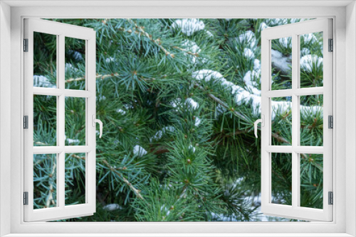 Fototapeta Naklejka Na Ścianę Okno 3D - beautiful, natural, green coniferous tree with snow in cold weather in winter at Christmas and New Year