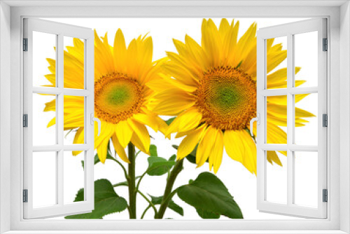 Fototapeta Naklejka Na Ścianę Okno 3D - Two sunflowers in bouquet isolated on white background. Sun symbol. Flowers yellow, agriculture. Seeds and oil. Flat lay, top view. Bio. Eco. Creative