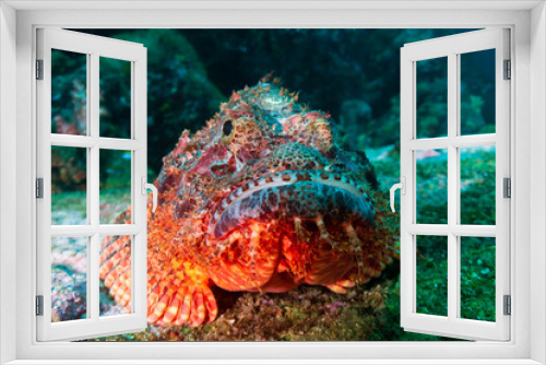 Fototapeta Naklejka Na Ścianę Okno 3D - Venomous Scorpionfish on the sea floor near a coral reef