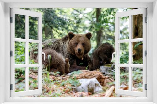 Fototapeta Naklejka Na Ścianę Okno 3D - Wild brown bear mother with her cubs walking and searching for food in the forest and mountains of the Notranjska region in Slovenia