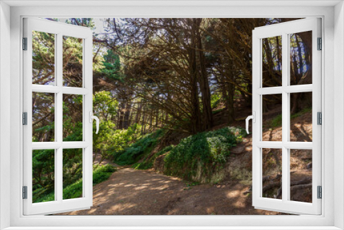 Fototapeta Naklejka Na Ścianę Okno 3D - Mount Victoria path with dense woodland and sunlight peeking through on trail floor in Wellington, New Zealand