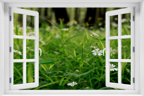 Fototapeta Naklejka Na Ścianę Okno 3D - Texture of little white spring flowers of asterisk on a green grass background