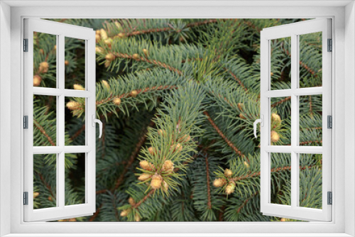 Fototapeta Naklejka Na Ścianę Okno 3D - Wide green spruce branches in spring with young shoots and cones that have just appeared