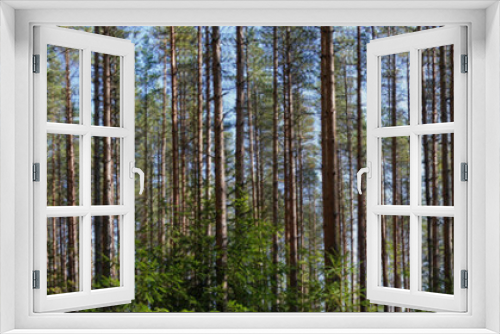 Fototapeta Naklejka Na Ścianę Okno 3D - Panoramic view of an European Red Pine forest in Finland, focused on the height of the trunks