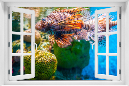 Fototapeta Naklejka Na Ścianę Okno 3D - Grouper fish in aquarium with coral reef