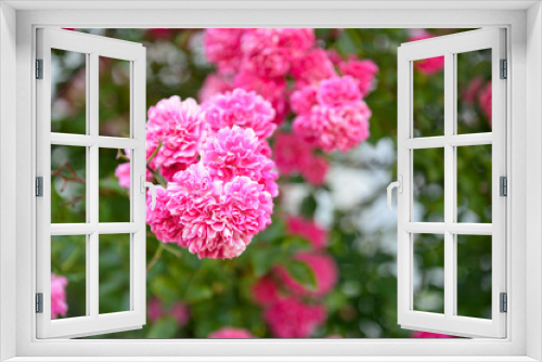 Fototapeta Naklejka Na Ścianę Okno 3D - Beautiful rose in the garden