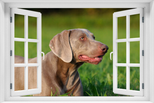 Fototapeta Naklejka Na Ścianę Okno 3D - Weimaraner dog, hunting dog