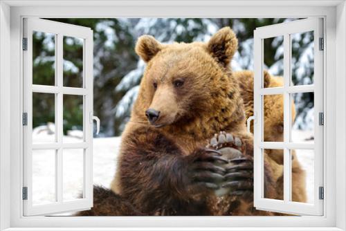 Fototapeta Naklejka Na Ścianę Okno 3D - Beautiful close up portrait of the brown bear (Ursus arctos)
