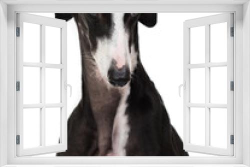 Fototapeta Naklejka Na Ścianę Okno 3D - spanish greyhound