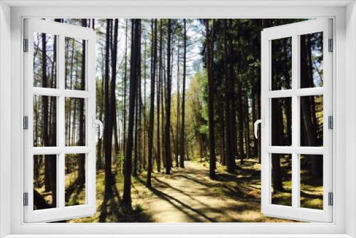 Fototapeta Naklejka Na Ścianę Okno 3D - Pinetree forest