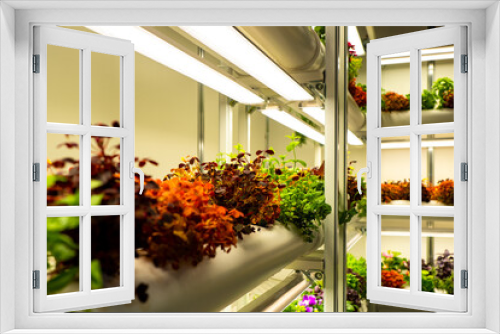 Fototapeta Naklejka Na Ścianę Okno 3D - Modern greenhouse with plants. Multicolored plants on shelves of greenhouse. Orangery with houseplants and herbs. Lamps illuminate herbsin indoor greenhouse. Concept - purchase of orangery plants