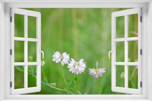 Fototapeta Naklejka Na Ścianę Okno 3D - Beautiful wildflowers on a green meadow. Warm summer day.