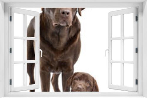 Fototapeta Naklejka Na Ścianę Okno 3D - Chocolate Labrador adult and puppy