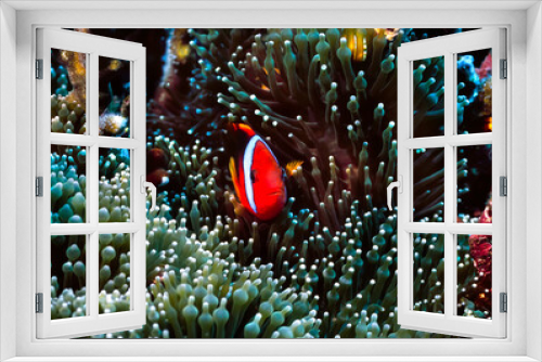 Fototapeta Naklejka Na Ścianę Okno 3D - Anemonefish, Great Barrier Reef, Australia.